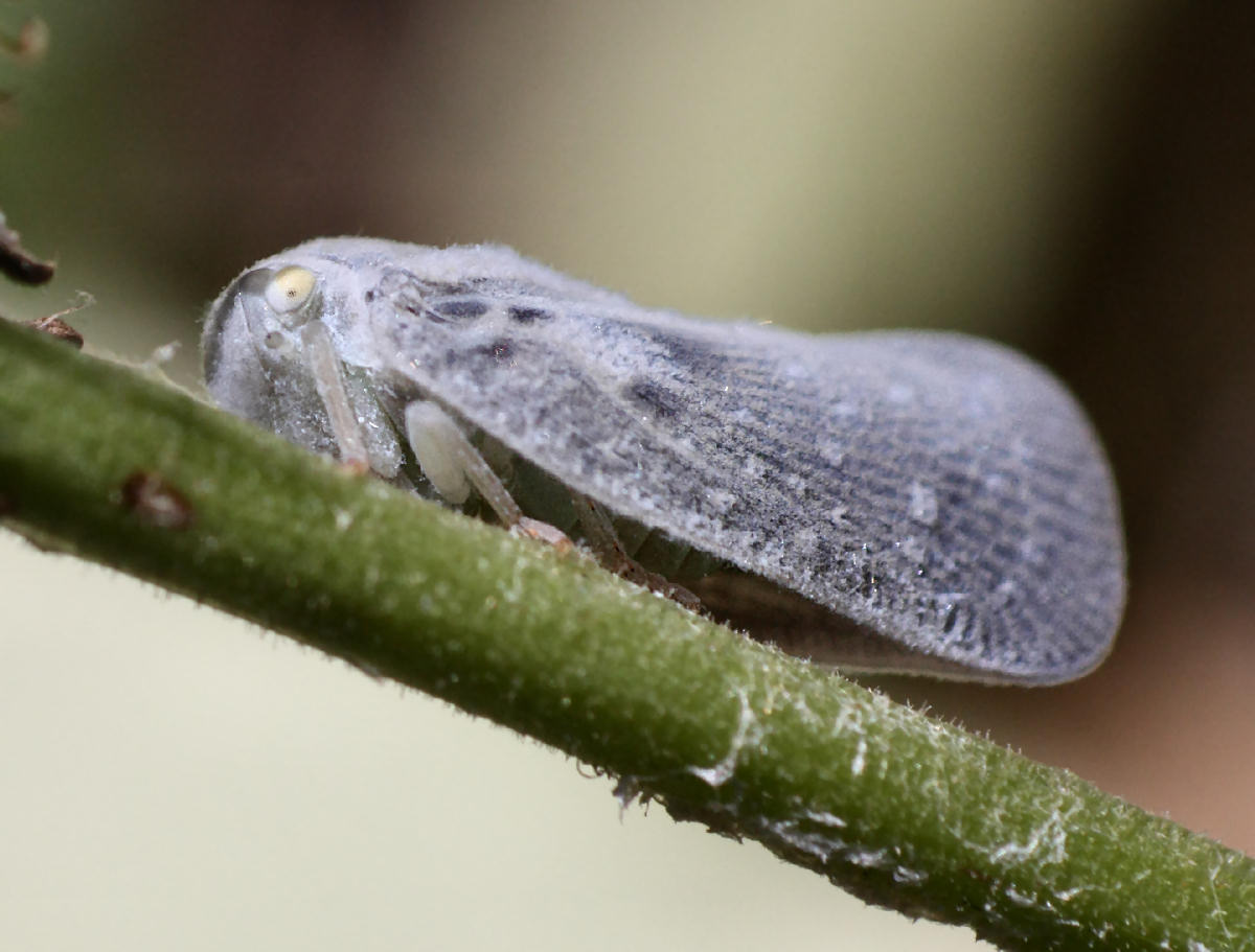  un lepidottero ?? No, Metcalfa pruinosa